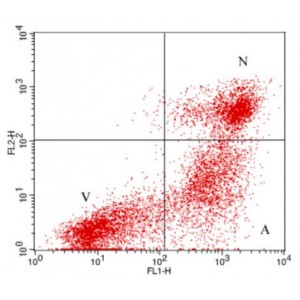 LiFluor™ 488 Annexin V and PI Apoptosis Kit (100 rxns)